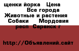 щенки йорка › Цена ­ 15 000 - Все города Животные и растения » Собаки   . Мордовия респ.,Саранск г.